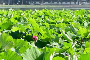 雷霆主帅谈使用海沃德和比永博：让他们先快速提升状态